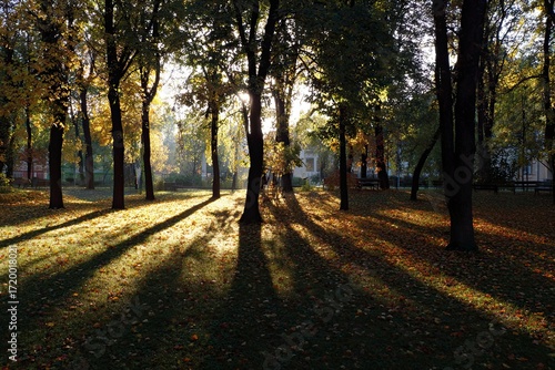 Sunlit Park with Tall Trees and Long Shadows During Autumn