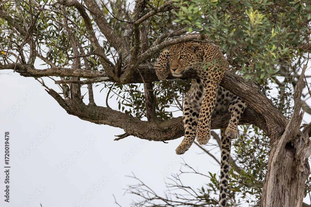 Obraz premium leopard on the tree