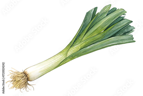 watercolor of leek kitchen artwork