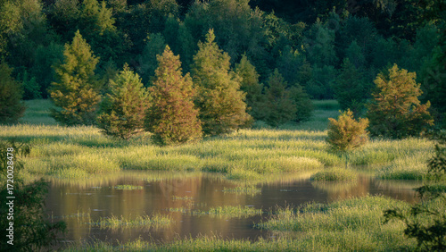View of a wetland in The Woodlands, Texas during sunrise.