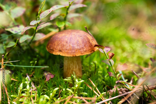 Edible mushrooms growing in the forest during mushroom season.
