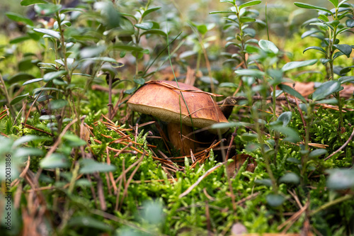 Edible mushrooms growing in the forest during mushroom season.