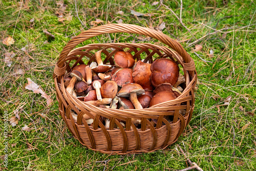 A basket of edible mushrooms collected in the forest during the season.