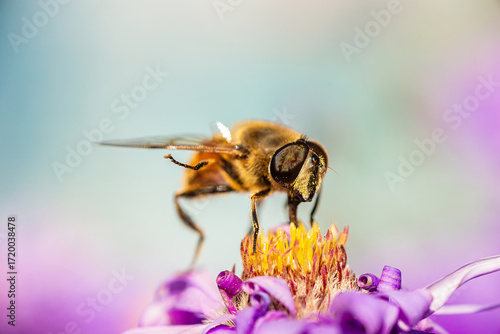 Eristalis tenax is a hoverfly, also known as the drone fly..
