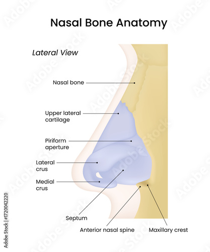 Nasal Bone Anatomy Lateral View