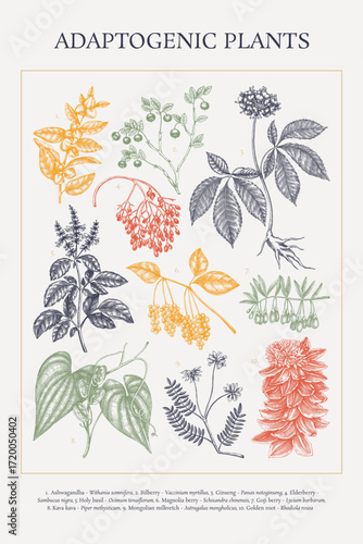 Adaptogenic plant sketches collection. Medicinal herbs hand-drawn vector illustrations. Apothecary vintage poster design. NOT AI generated