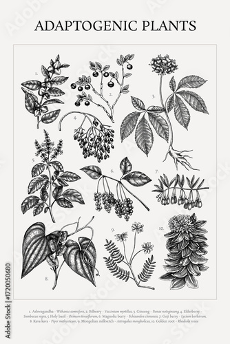 Adaptogenic plant sketches collection. Medicinal herbs hand-drawn vector illustrations. Apothecary vintage poster design. NOT AI generated