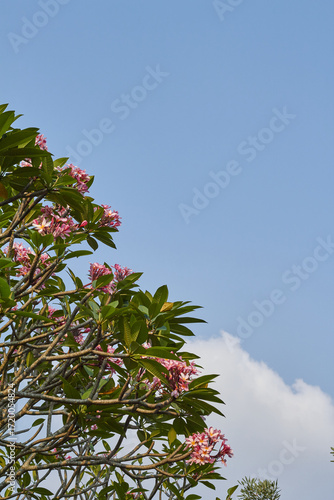 Pink Plumeria flowers with clouds and blue sky