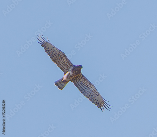 circaète jean le Blanc en migration