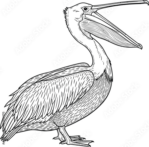 Pelican Illustration, Detailed Line Art of a Bird on White
