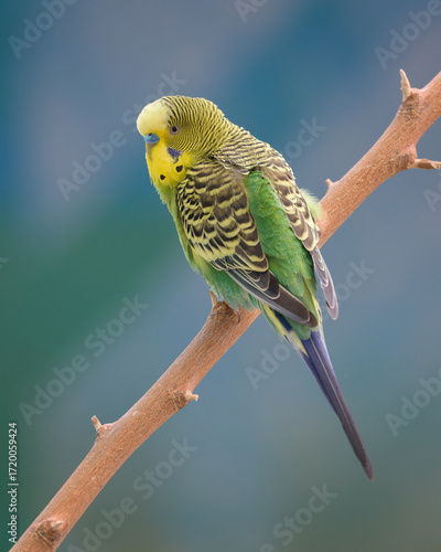 Male parakeet (Melopsittacus undulatus) with yellow and green feathers perched on narrow bare tree branch