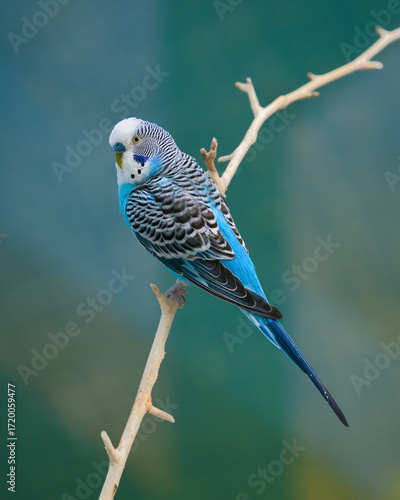 Male parakeet (Melopsittacus undulatus) with blue and black feathers perched on narrow bare tree branch