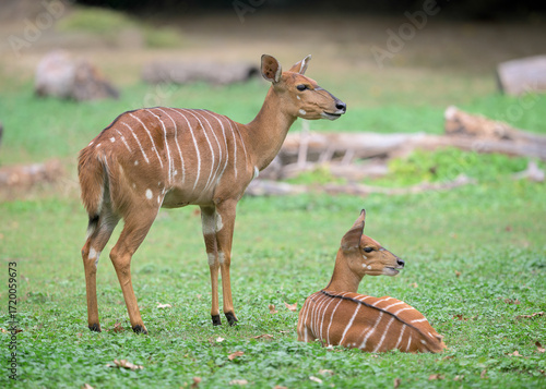 Female Nyala antelope (Tragelaphus angasii) with young  calf on green grassy surface
