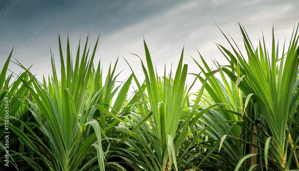 Obraz premium Tropical Sugarcane Plants With Vibrant Green Leaves And Sturdy Stalks