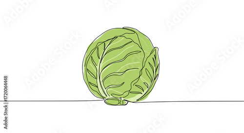 Cabbage vegetable, fresh and organic, simple line drawing on white background, copy space