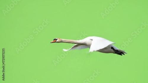 Green Screen Nature & Environment Graceful Swans Flying in Formation Against Green Background  Green Screen  Chroma Key