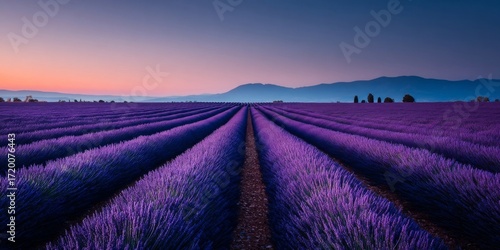lavender field provence france