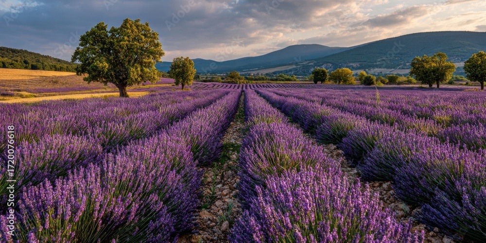 custom made wallpaper toronto digitallavender field provence france