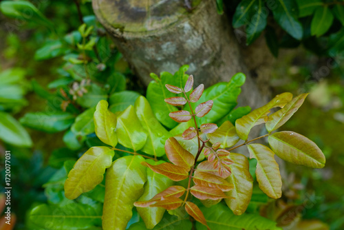 Lush Green  Red Leaves with Spring Nature, and Garden.