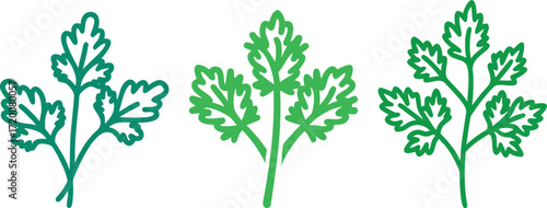  sprigs of flat leaf parsley on a white background illustration