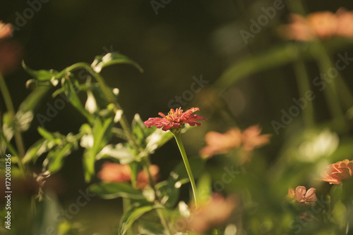 Zinnia garden closeup with blooms in summer light outdoors