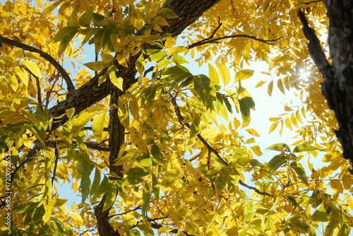 Yellow fall color on pecan tree leaves in Texas nature.