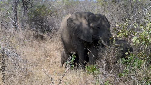 Elefantenmutter mit Elefanten Baby im Busch vom Krüger National Park - Kruger Nationalpark Südafrika