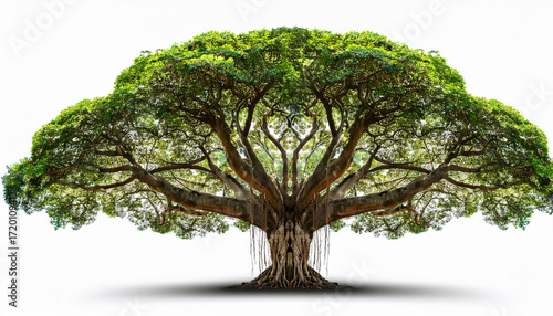 Banyan Tree Isolated