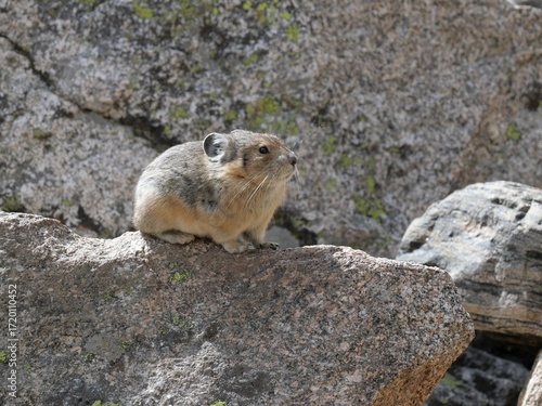 Wild American Pika (Ochotona princeps) Resting on Alpine Rocks at Lake Isabelle, Indian Peaks Wilderness, Colorado, Early Autumn