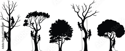 Tree climber silhouettes, arborist trimming tree, forestry worker, rope access, safety harness, outdoor labor, tree care service, climbing gear, professional tree maintenance, nature work