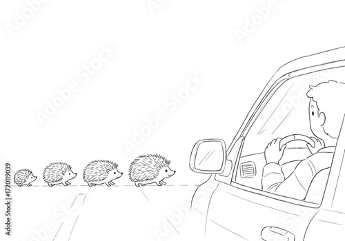 Man driving car while observing hedgehogs crossing the road  