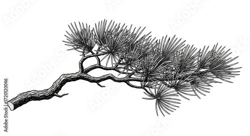 An artistic monochrome illustration of a pine tree branch with needles and bark detail.