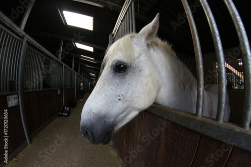 le cheval