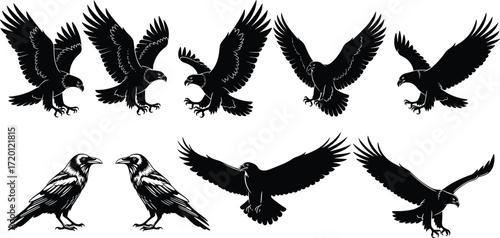 Bird silhouettes vector collection, raptors and crows illustration set, flying eagle hawk raven artwork, black white wildlife design background