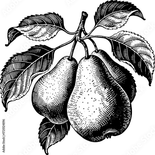 fruit-63.eps