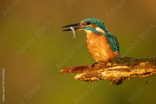 Common kingfisher (Alcedo atthis) perched on a branch against with a fish in its beak a blurred orange background, detailed close-up wildlife photo with vibrant blue and orange plumage.