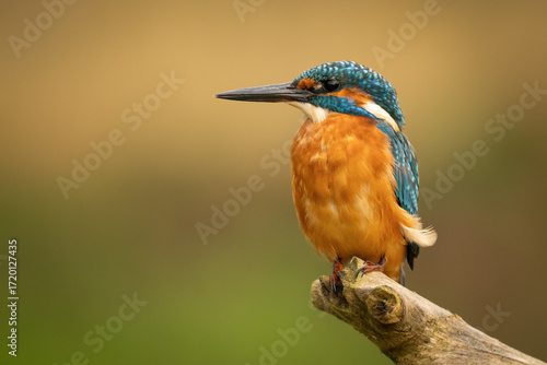 Common kingfisher (Alcedo atthis) perched on a branch against a blurred orange background, detailed close-up wildlife photo with vibrant blue and orange plumage.
