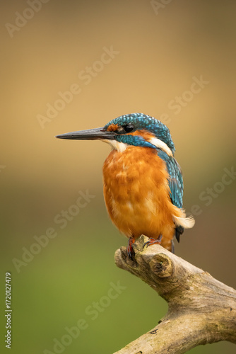 Common kingfisher (Alcedo atthis) perched on a branch against a blurred orange background, detailed close-up wildlife photo with vibrant blue and orange plumage.