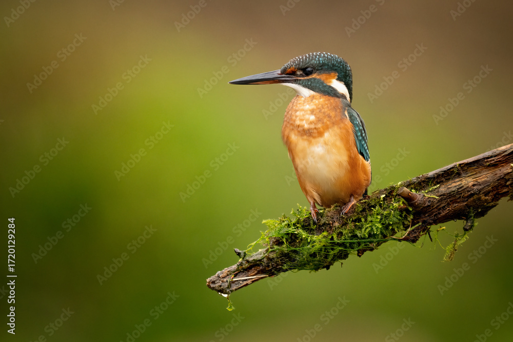 Fototapeta premium Common kingfisher (Alcedo atthis) perched on a branch against a blurred orange background, detailed close-up wildlife photo with vibrant blue and orange plumage.