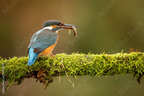Common kingfisher (Alcedo atthis) perched on a branch against with a fish in its beak a blurred orange background, detailed close-up wildlife photo with vibrant blue and orange plumage.