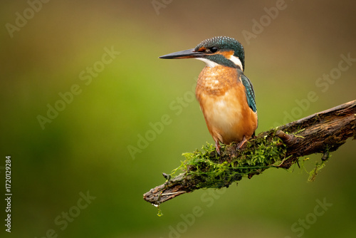 Common kingfisher (Alcedo atthis) perched on a branch against a blurred orange background, detailed close-up wildlife photo with vibrant blue and orange plumage.