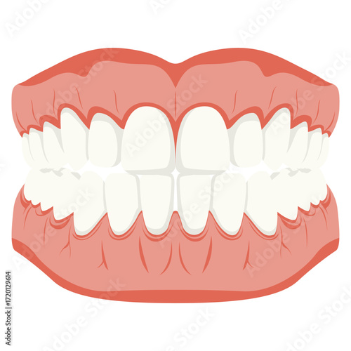 Complete Dental Anatomy Human Teeth Set Isolated on White Background