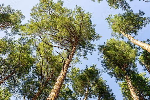 Spruce trees with blue sunny sky