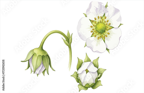 Vector art of a delicate watercolor illustration featuring strawberry blossoms, capturing the beauty of spring and floral elegance in a botanical style