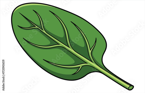 Vector art of a single spinach leaf with visible veins, it is a healthy and nutritious vegetable, rich in vitamins and minerals