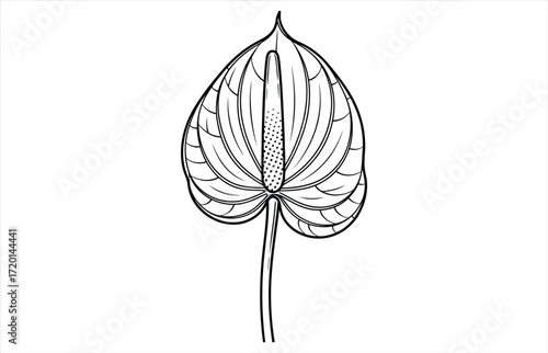 Vector art of a detailed line drawing of an anthurium flower, showcasing its unique heartshaped spathe and spadix, , capturing the elegance of the tropical bloom