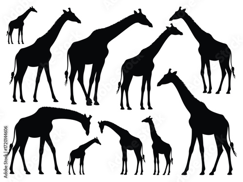 A collection of diverse giraffe silhouettes in various poses and sizes against a white background silhouette