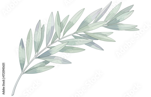 Vector art of watercolor illustration of an olive branch delicate botanical drawing of a twig with leaves in pastel green and blue shades, perfect for wedding invitations