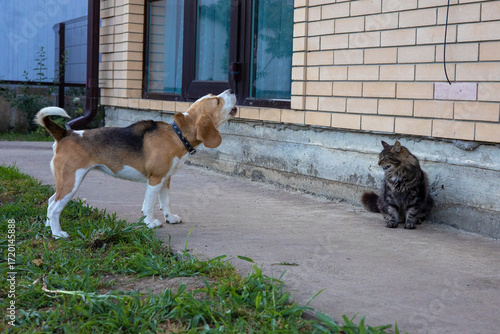 Beagle barking playfully at a curious cat near a cozy home on a sunny afternoon