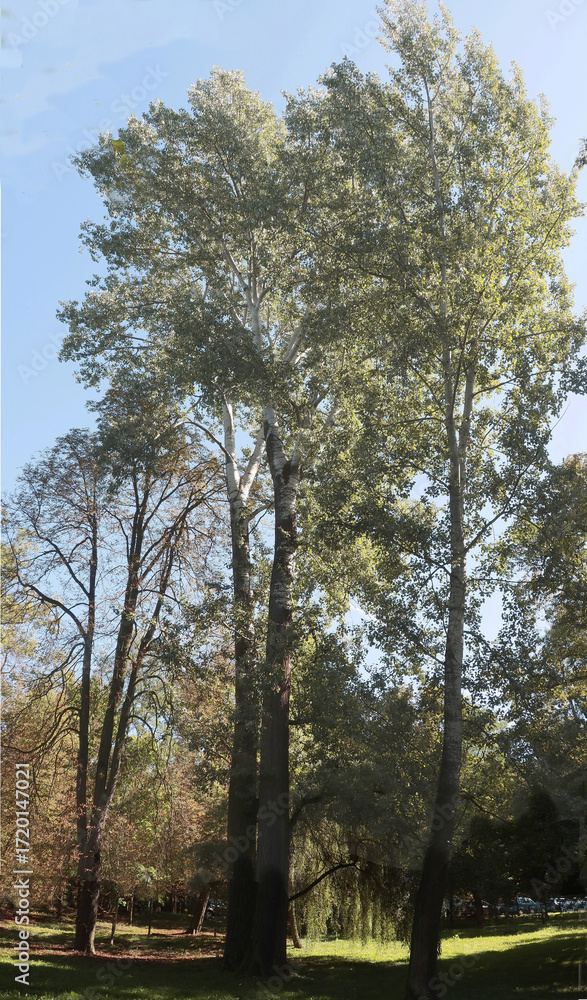 Fototapeta premium very high Poplar trees in the park